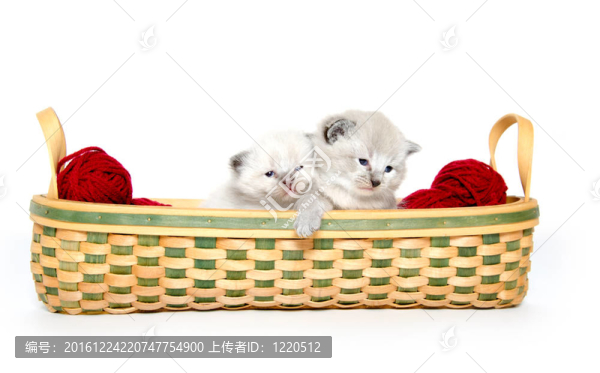 兩只可愛的小貓