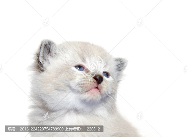 可愛的小貓寶寶