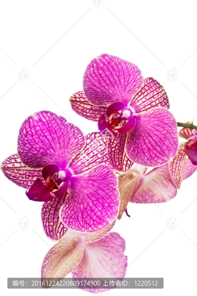 白色背景的美麗蘭花圖片