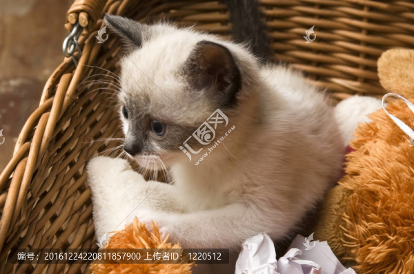 在柳條筐里可愛的小貓咪