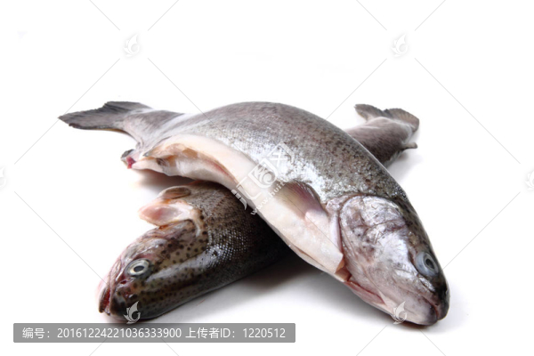 虹鱒魚