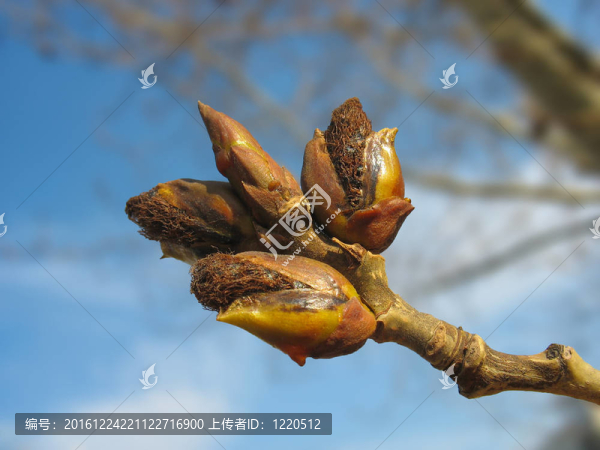 春天.楊芽融化藍天