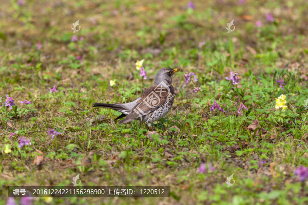 田鶇黑鳥在春天