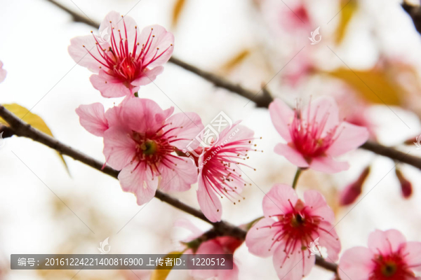 白色和粉紅色熱帶花