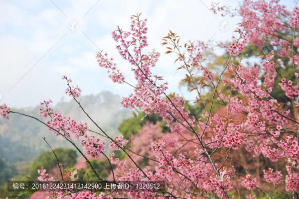 白色和粉紅色熱帶花