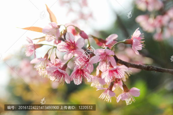白色和粉紅色熱帶花