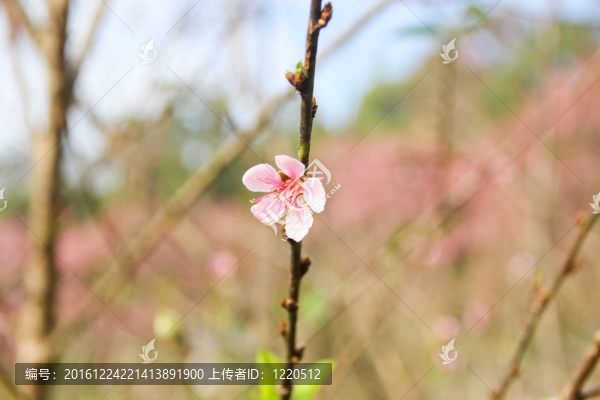 白色的熱帶花卉