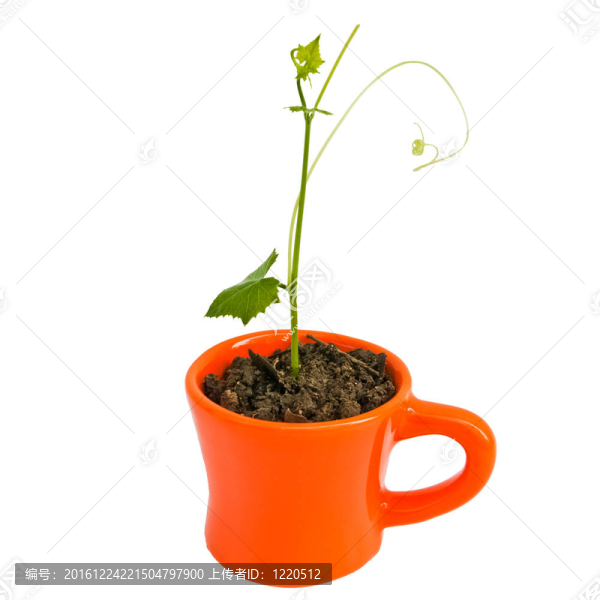 盆栽橘子幼樹