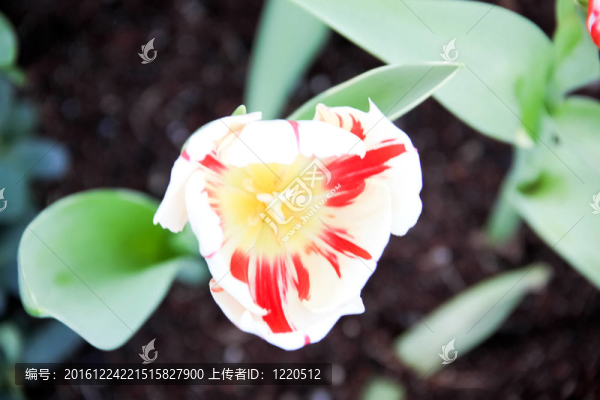 花園里五顏六色的郁金香