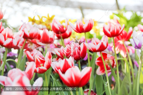花園里五顏六色的郁金香