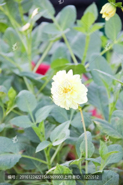 綠色背景的白色熱帶花卉