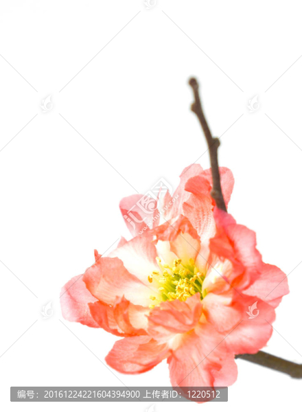 春天開花的海棠