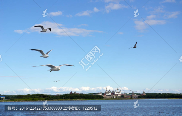 海鷗飛在索拉夫基修道院