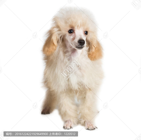 杏色貴賓犬的畫像在白色背景