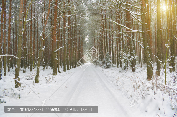 下雪的冬天的路