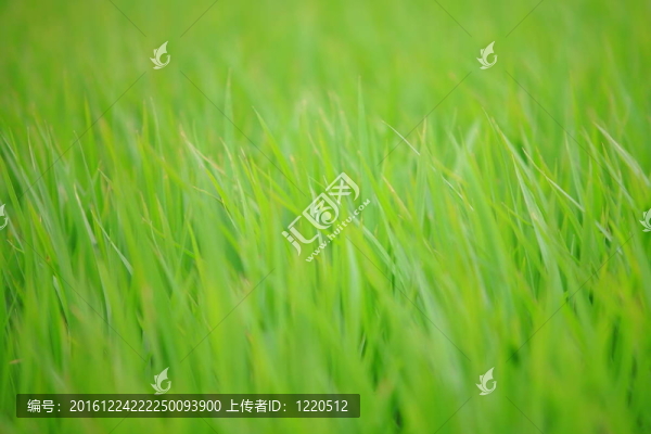 綠色的草
