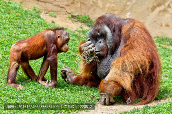 猩猩的Borneo；Pongo,Pygmaeus