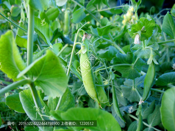 豌豆莢