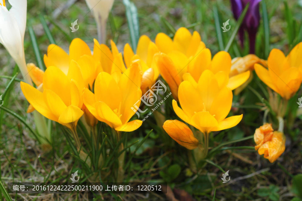 春黃番紅花