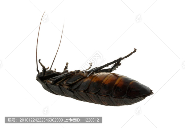 死蟑螂