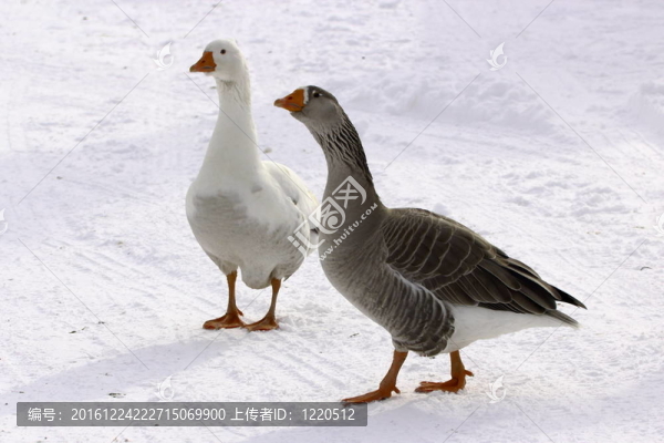 保護鵝公