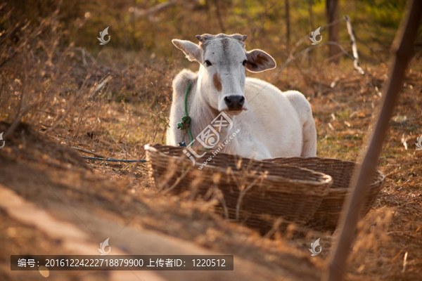 農(nóng)田白牛