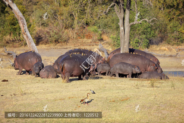 Hippo的家人