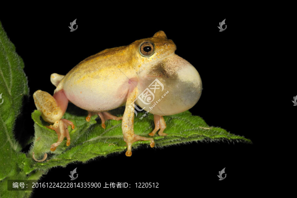 畫蘆葦蛙
