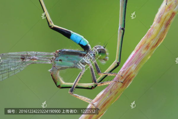 可愛(ài)蜻蜓的愛(ài)