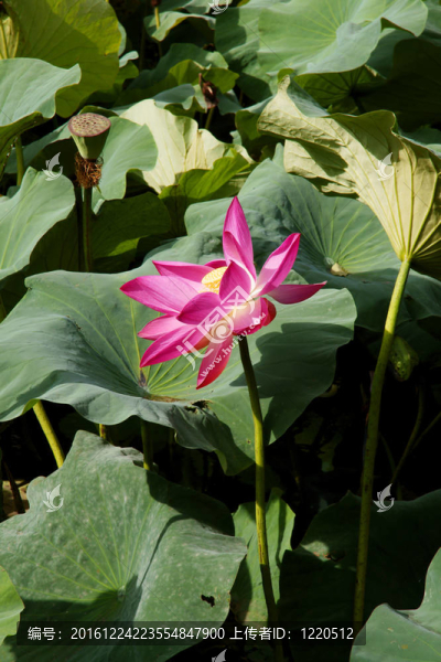 蘭花
