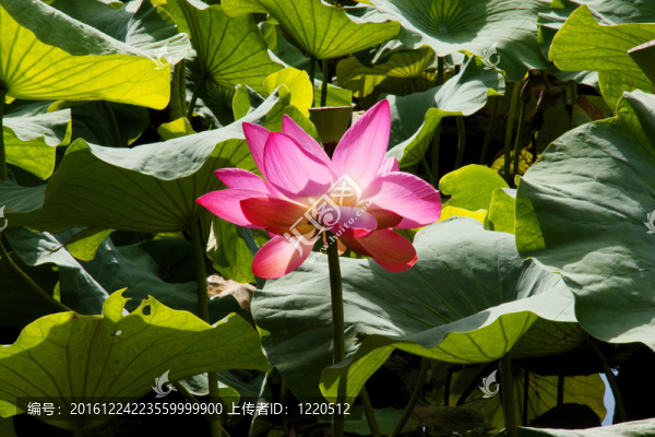 蘭花