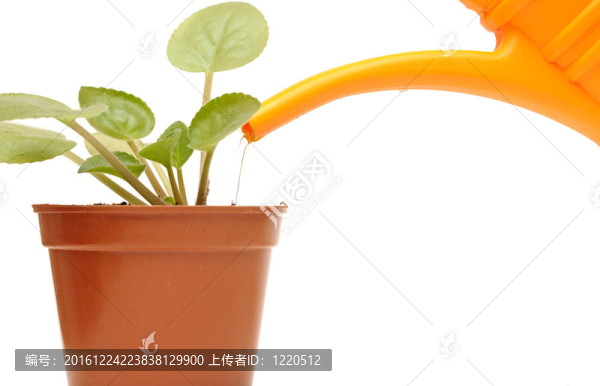 特寫一方面植物澆水噴壺