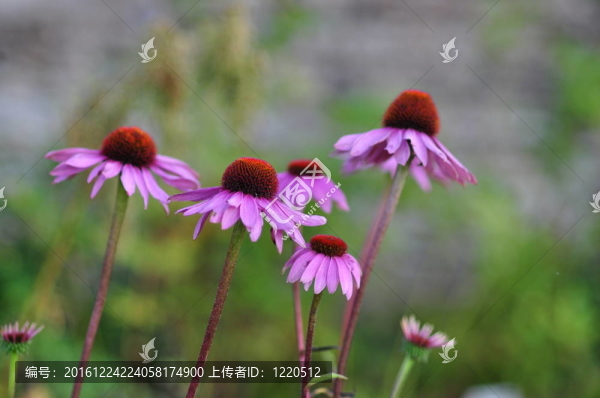 紫松果菊的花