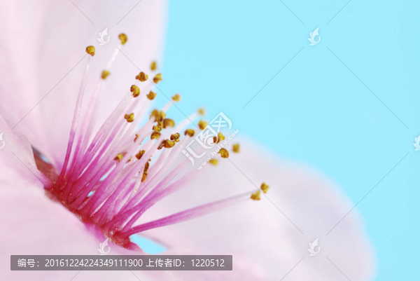 梅花