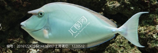 麒麟魚-鼻unicornis