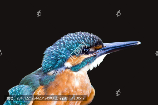 普通翠鳥