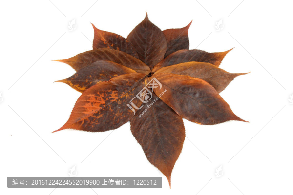 秋天的落葉
