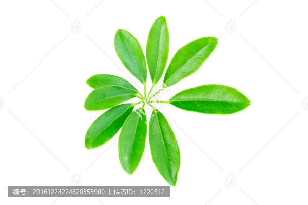 白色背景下的綠葉