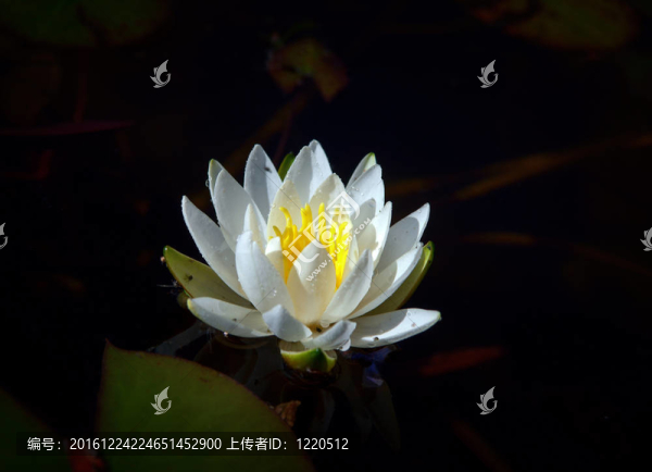 白色的睡蓮