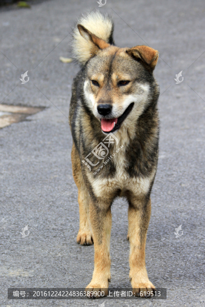 狗,土狗,田園犬