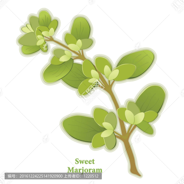甜馬郁蘭草