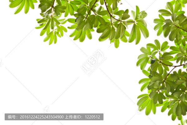 白色背景下的綠葉