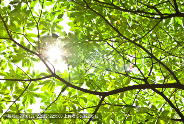 綠葉和太陽(yáng)為背景