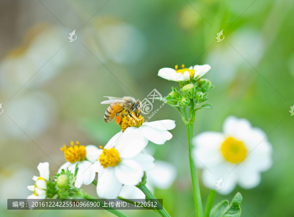 蜜蜂采集白花花蜜