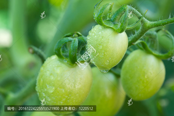 樹上的新鮮西紅柿