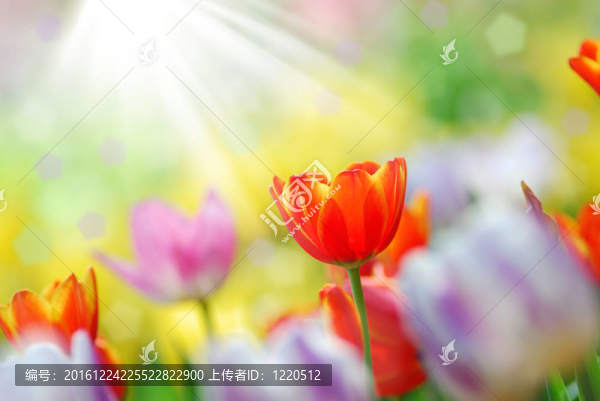 郁金香花園