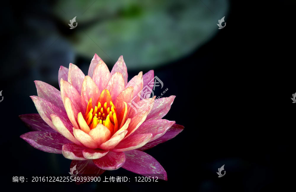 泰國紫蓮花