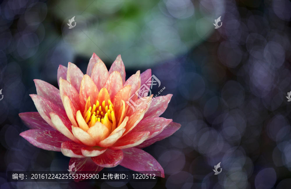 泰國紫蓮花