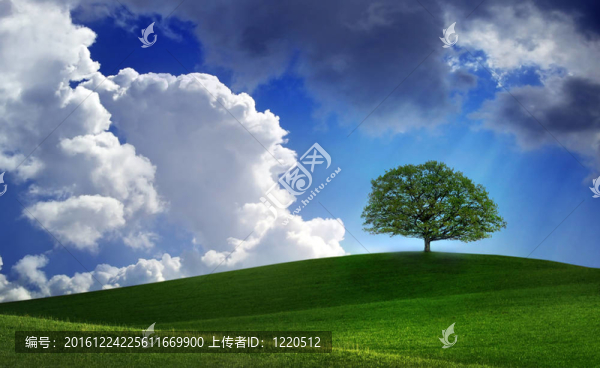 綠色的孤獨樹