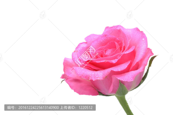 粉紅色的玫瑰